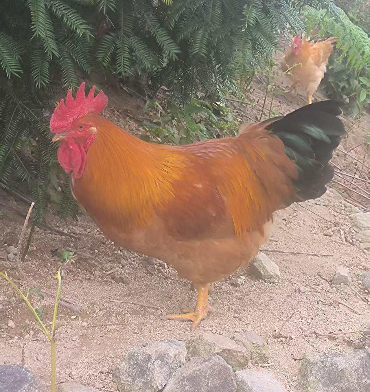 生态散养大公鸡
